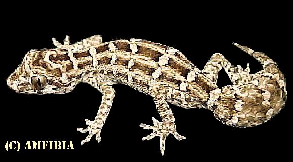 Viper - Hemidactylus imbricatus