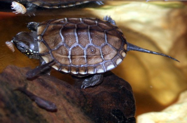 Cumulatief doolhof Slapen Waterschildpadden, info hierover